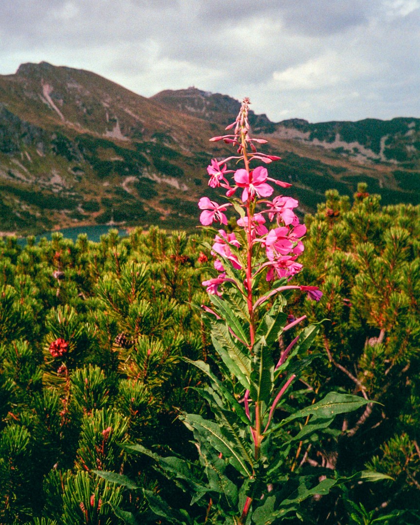 NIKON AF600 - FUJI 400 - TATRAS - POLAND, shot on NIKON AF600