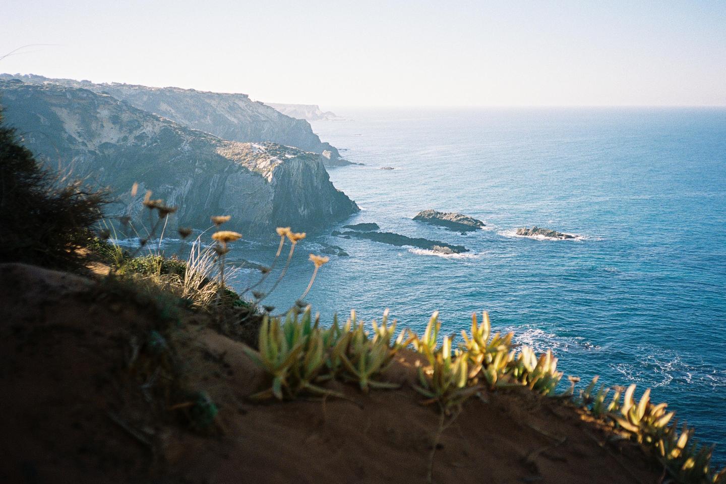 A view of the ocean and a rocky coastline from a cliffside with plants in the foreground.