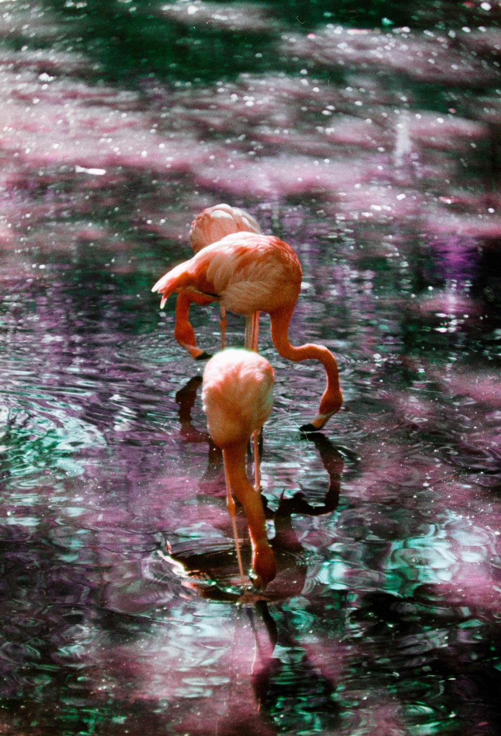 Two flamingos are visible in a body of water with purple and green reflections.