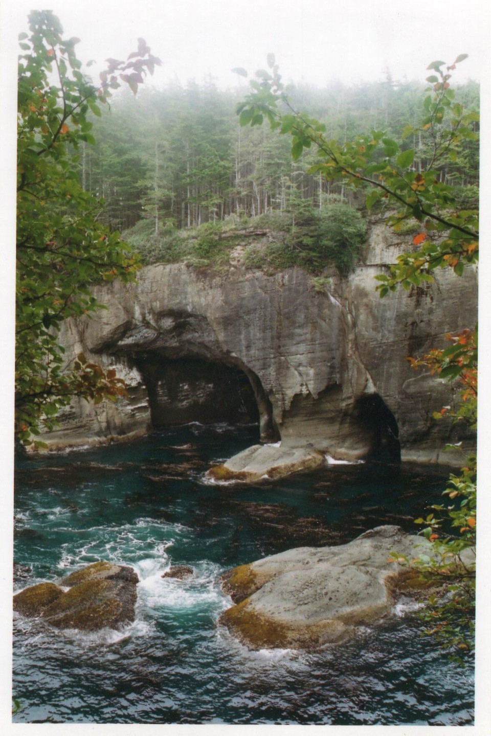 A rocky coastline with sea caves and evergreen trees is partially obscured by fog and branches.
