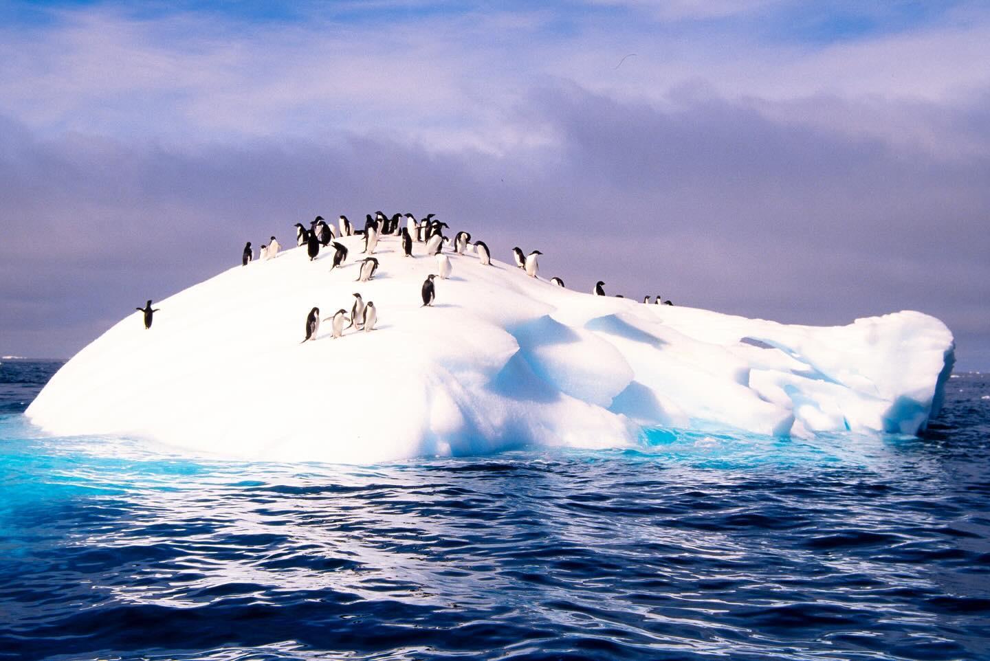A group of penguins stands on a large iceberg floating in the ocean under a cloudy sky.