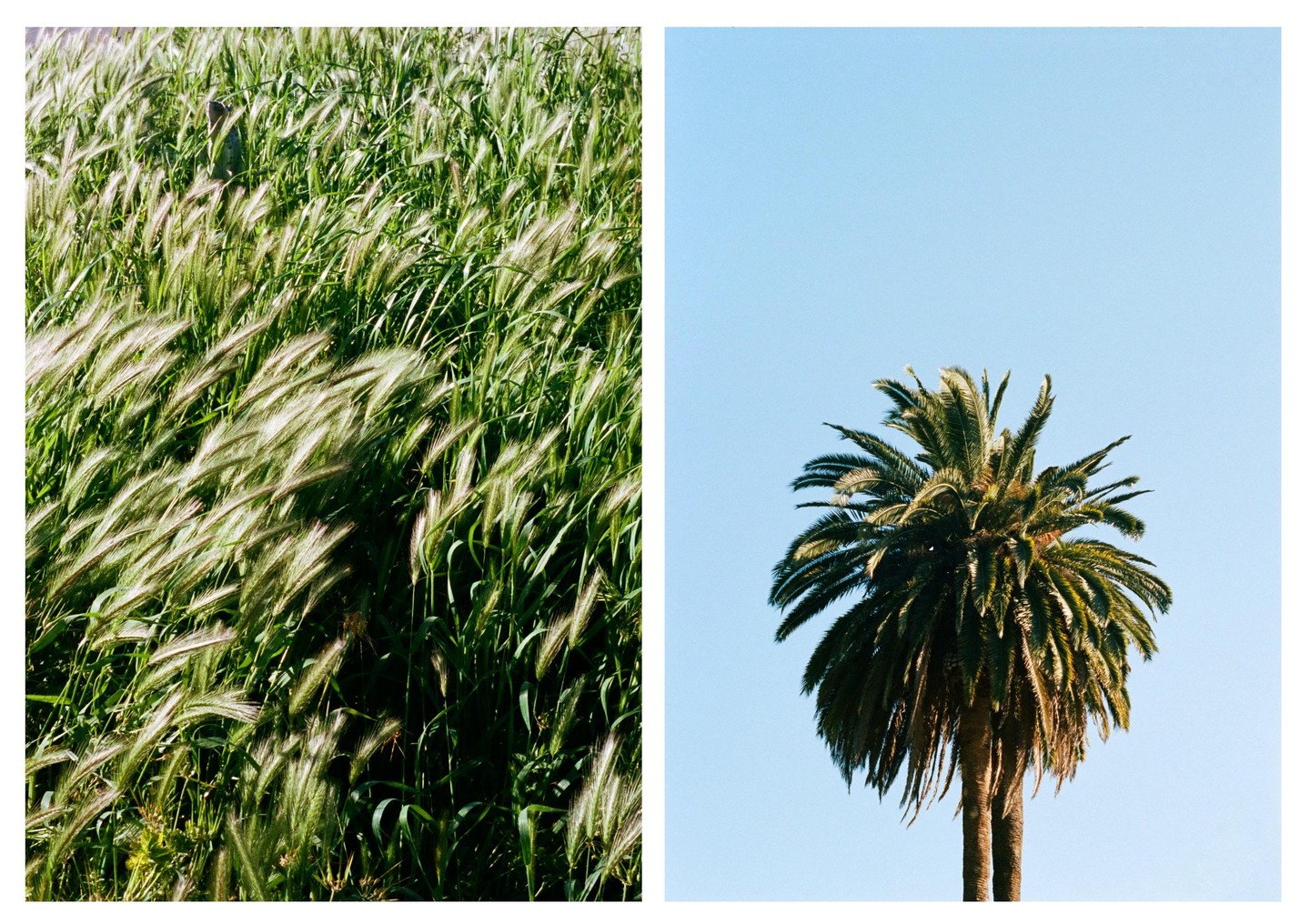 A diptych shows a field of green wheat on the left and a palm tree against a clear blue sky on the right.