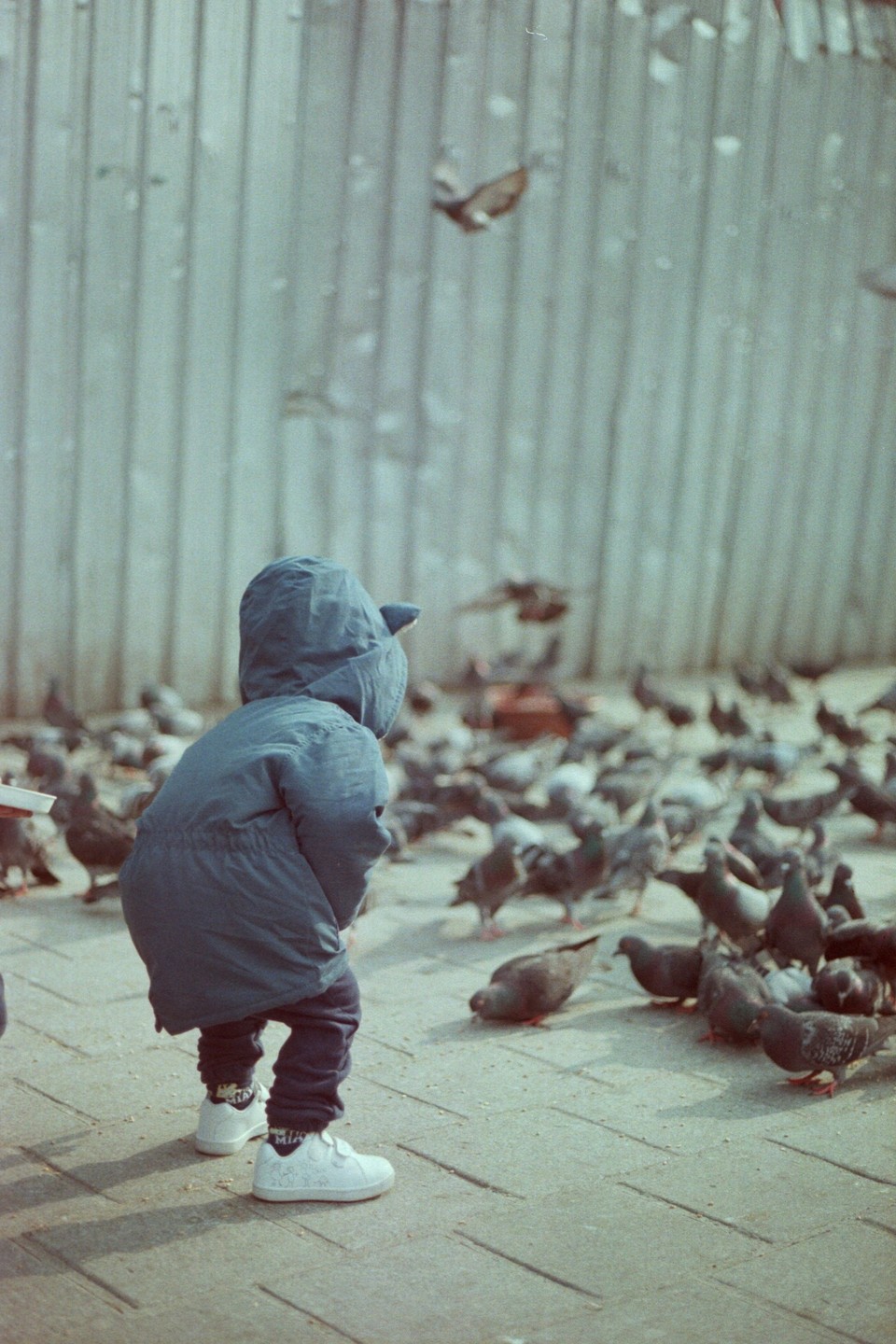 A child in a blue hooded jacket stands on a paved surface surrounded by pigeons, with a wooden fence in the background.