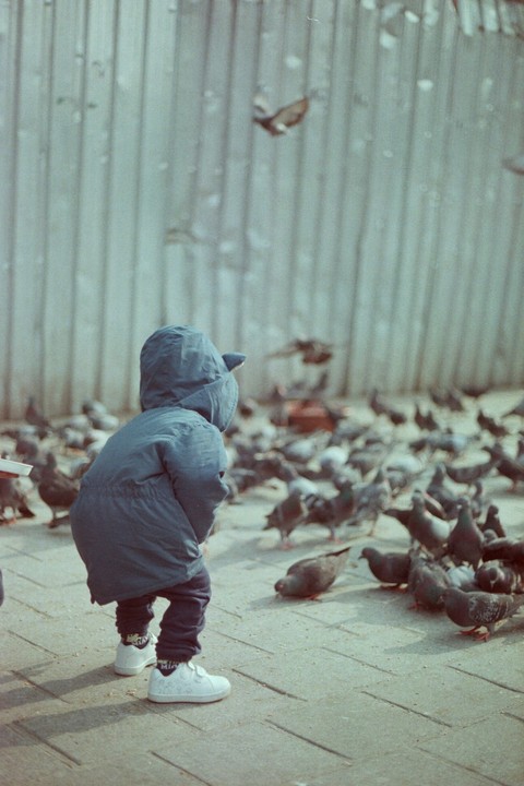 A child in a blue hooded jacket stands on a paved surface surrounded by pigeons, with a wooden fence in the background.