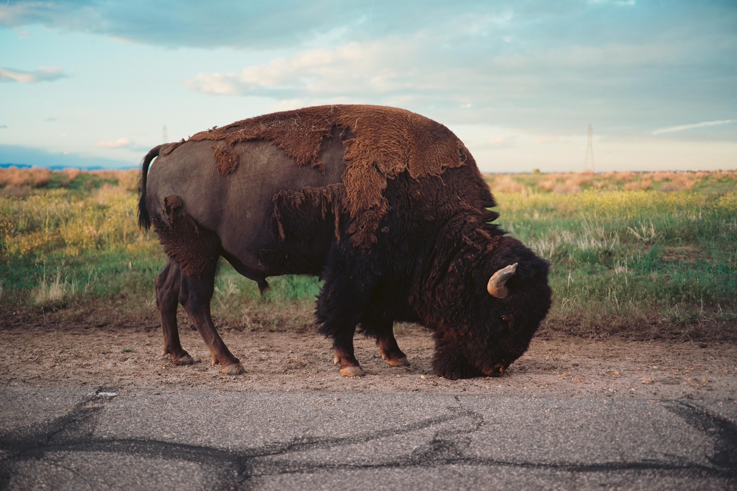 A bison grazes on the side of a road next to a field under a cloudy sky.