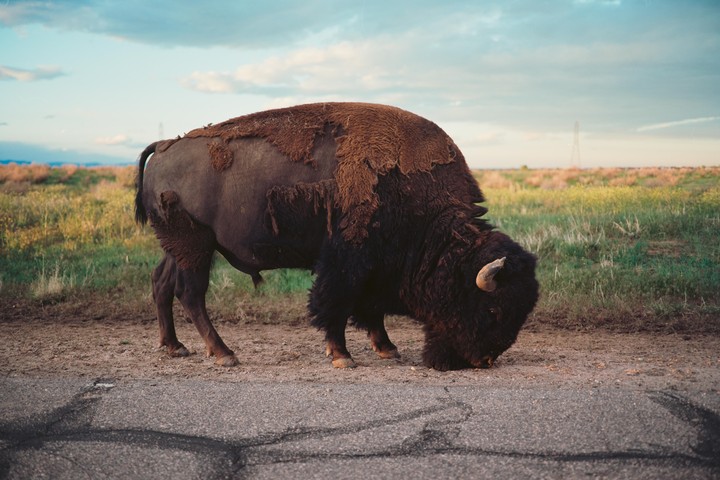 A bison grazes on the side of a road next to a field under a cloudy sky.
