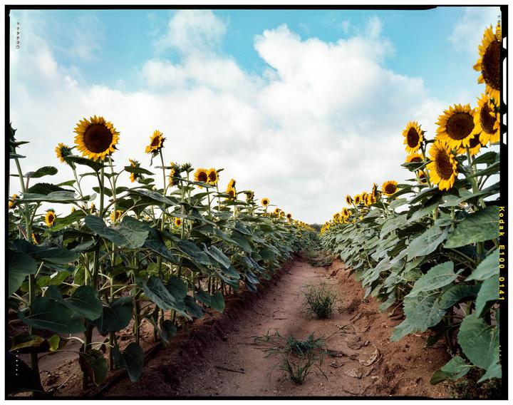 A dirt path runs through a field of sunflowers under a blue sky with white clouds.