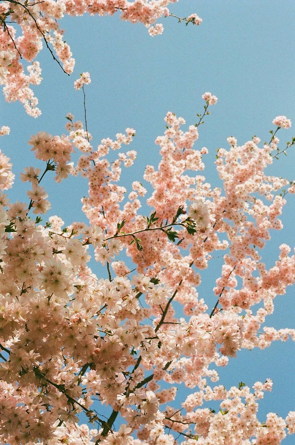 Pink cherry blossoms fill the frame against a clear blue sky.