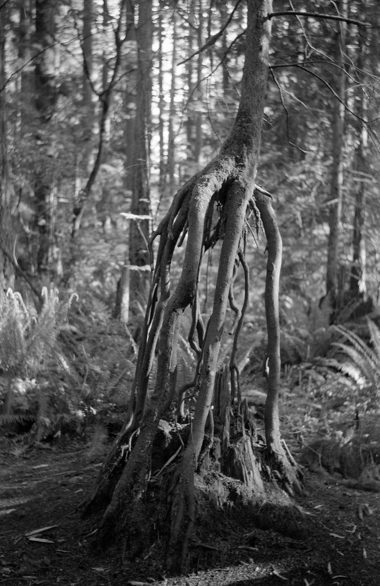 A tree with exposed roots stands in a forest with ferns and other trees in the background.