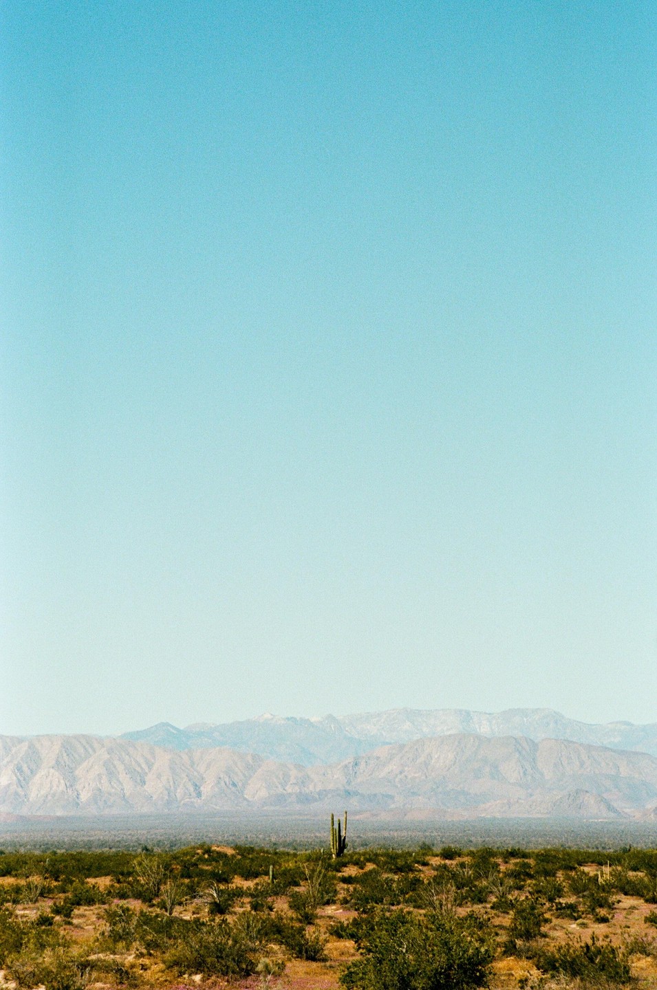 A lone saguaro cactus stands in a desert landscape with mountains in the background under a clear blue sky.