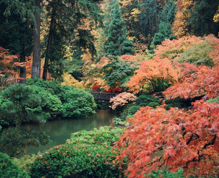A small bridge crosses a pond surrounded by trees with autumn foliage in a garden.