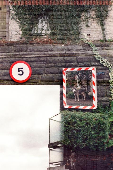 A dog is visible in a mirror with a red and white striped frame, next to a speed limit sign with the number 5.