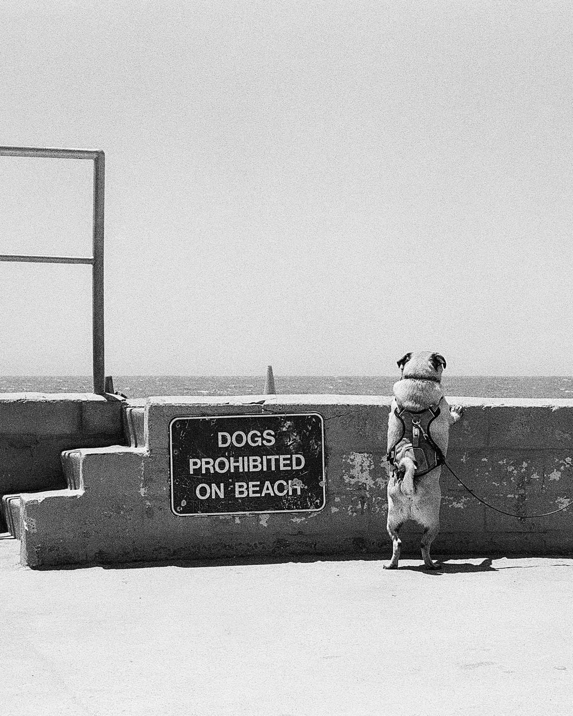 A pug stands on its hind legs looking over a concrete wall at the ocean next to a sign that reads "DOGS PROHIBITED ON BEACH."