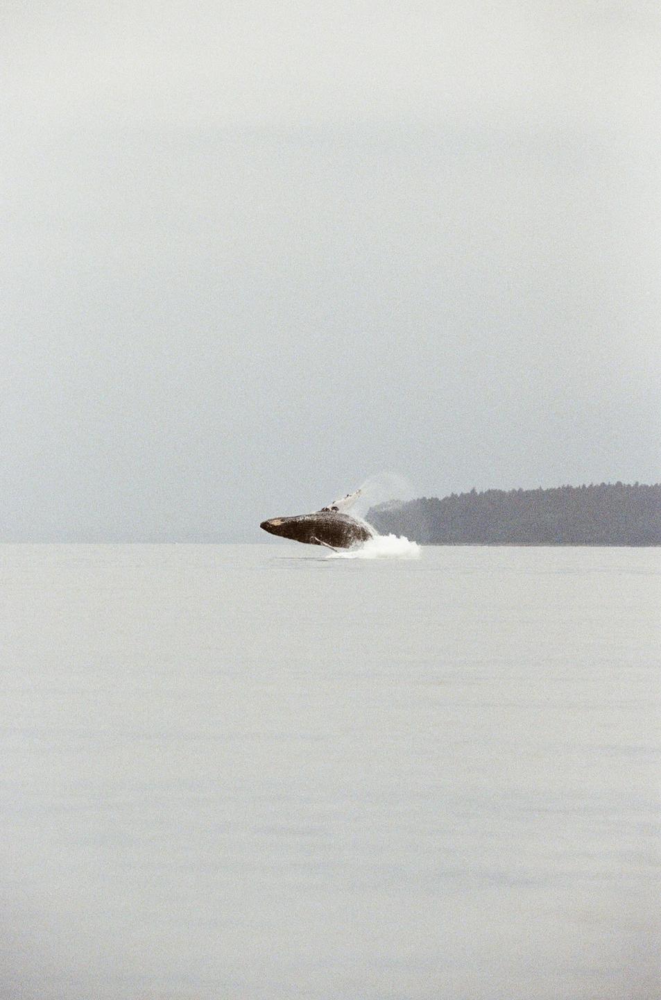 A whale breaches the surface of the water with a forested shoreline in the distance.