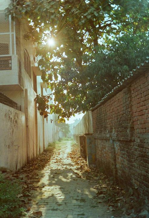 A narrow alleyway with brick walls and fallen leaves is illuminated by sunlight filtering through trees.