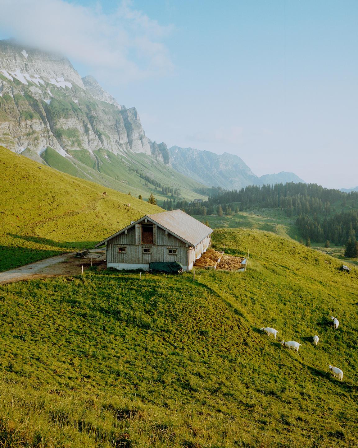 A wooden barn sits on a grassy hillside with mountains and trees in the background, and several sheep graze on the slope.