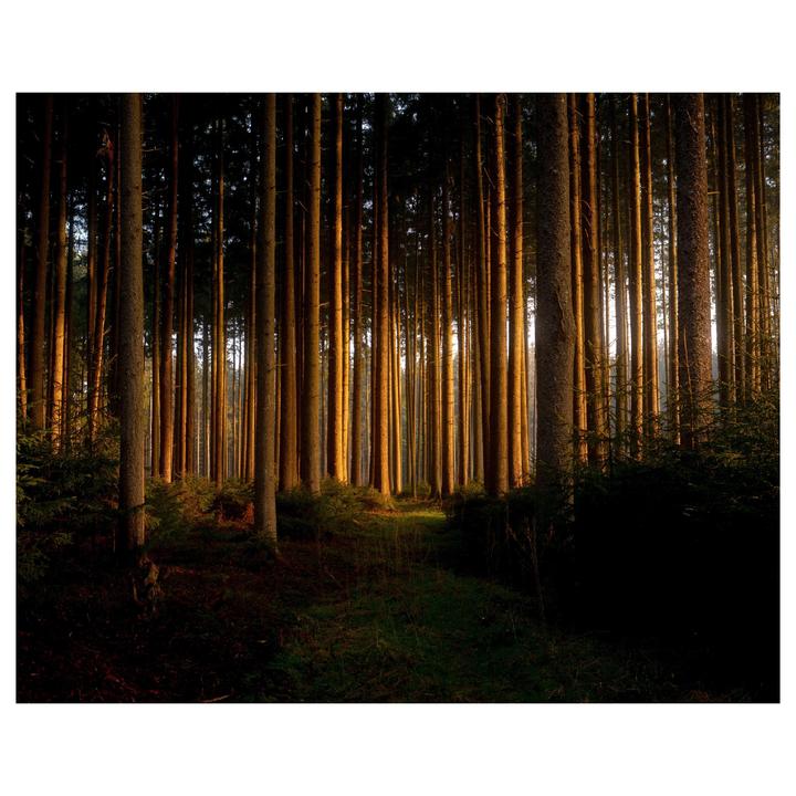 Sunlight illuminates the trunks of tall, slender trees in a dense forest.