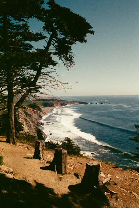 A line of tree stumps sits on a cliff overlooking a coastline with waves crashing on the shore.