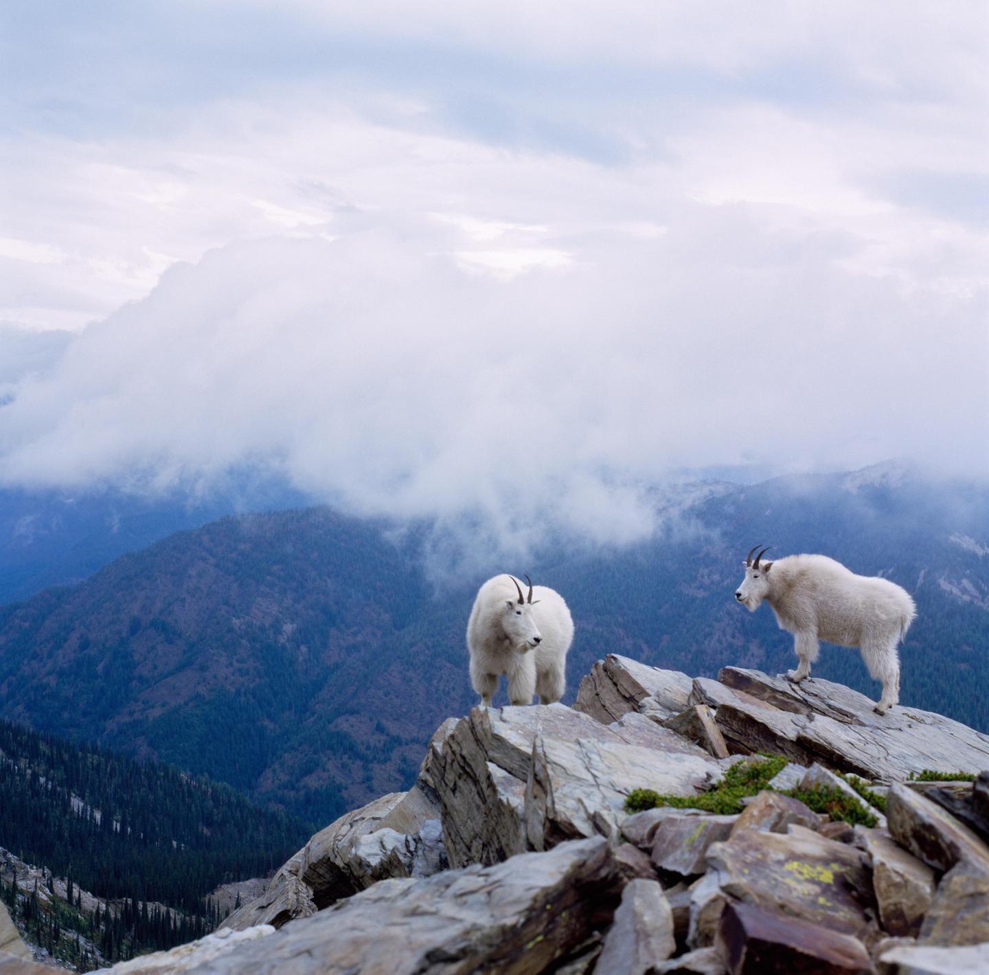 Two mountain goats stand on a rocky peak overlooking a valley filled with clouds.