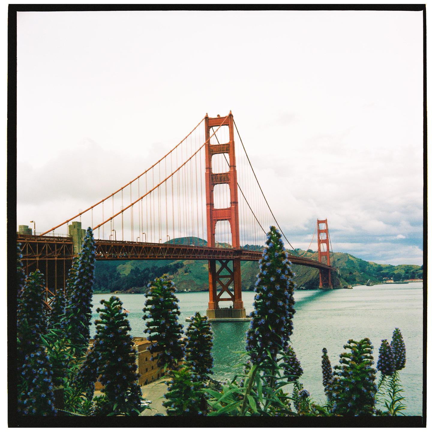 The Golden Gate Bridge is visible across a body of water, framed by flowering plants in the foreground.