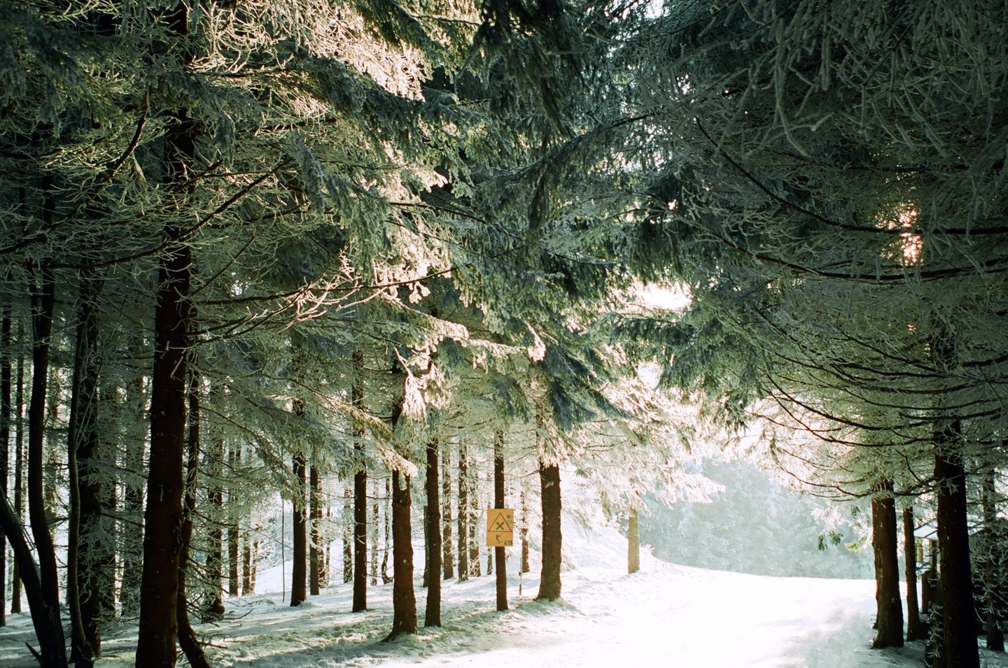 Sunlight illuminates a snow-covered forest with a sign on a tree.