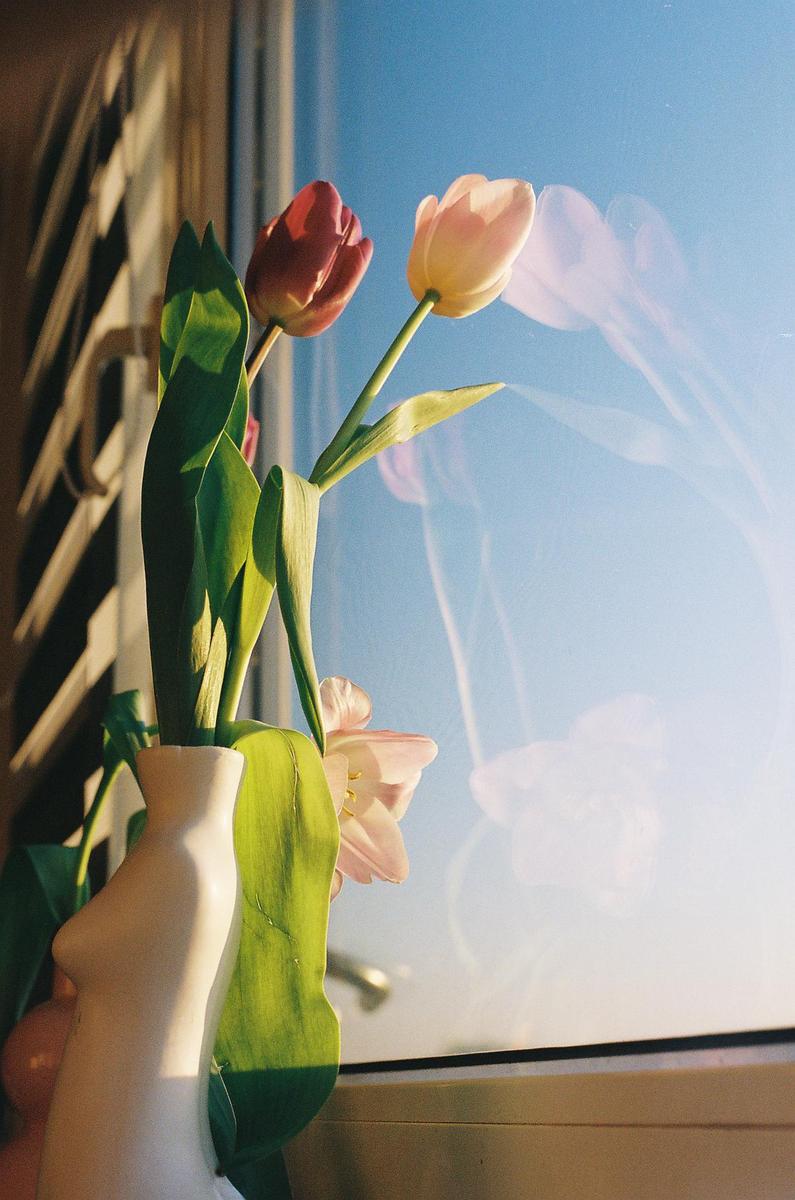 Two tulips in a vase are on a windowsill with reflections of the flowers visible on the window.