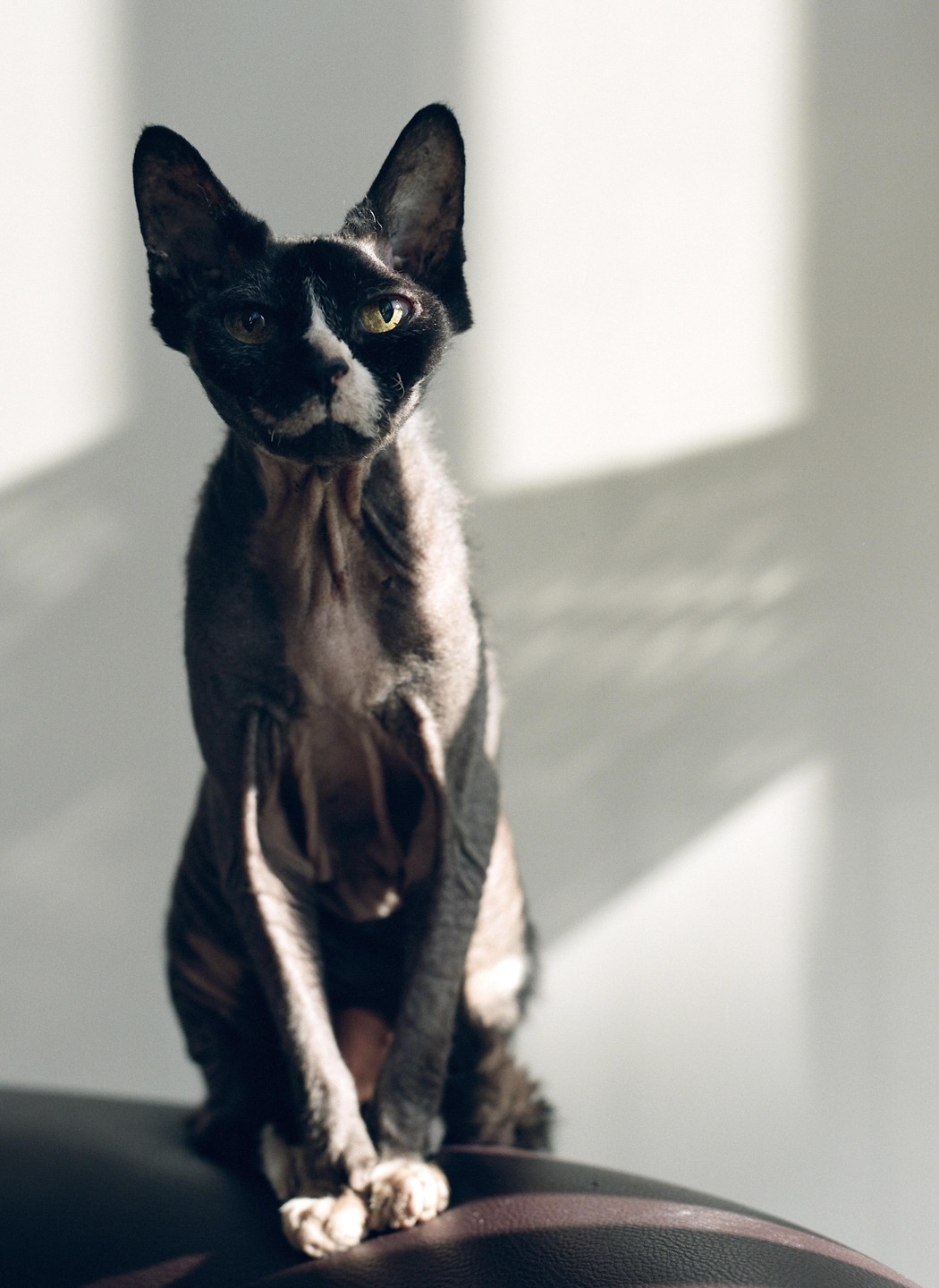 A hairless cat with black and white fur sits on a dark surface with sunlight and shadow on the wall behind it.