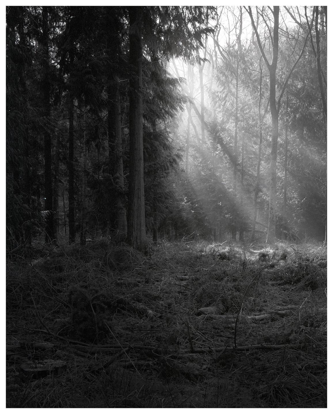 Sunlight streams through the trees into a forest with a ground covered in branches and foliage.