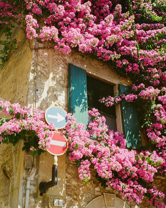 A stone building with green shutters is covered in pink bougainvillea, with two road signs visible on the left.