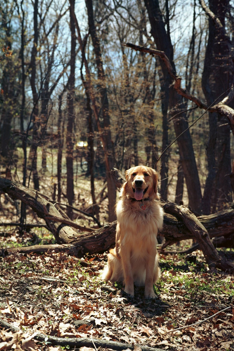 A golden retriever sits on a forest floor covered in dry leaves with bare trees in the background.