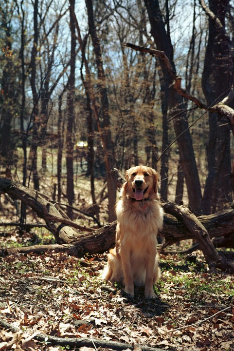 A golden retriever sits on a forest floor covered in dry leaves with bare trees in the background.
