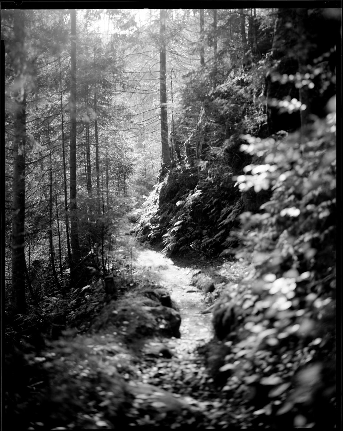 A narrow path winds through a dense forest with sunlight filtering through the trees.