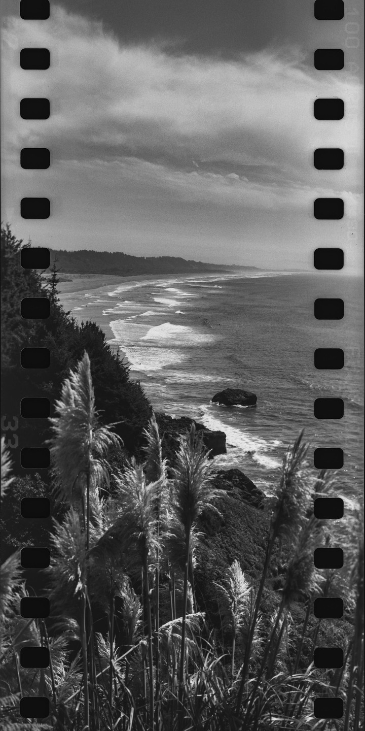 Pampas grass frames a view of the Pacific Ocean coastline with waves breaking on the shore.
