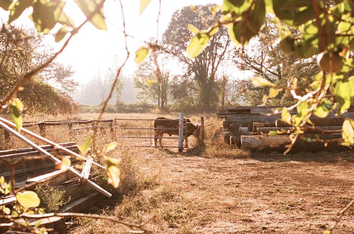A cow stands behind a metal fence in a dry, grassy field with trees and a stack of logs in the background.