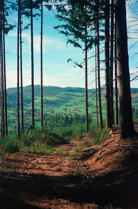 A forest path leads to a view of rolling green hills and a blue sky.