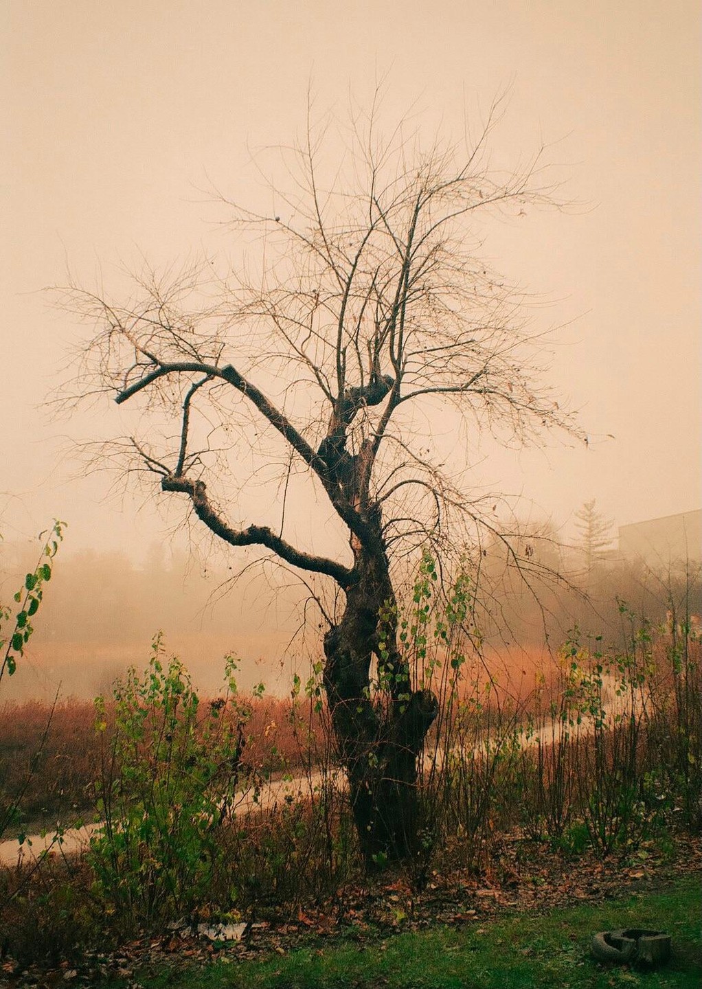 A bare tree stands in a foggy landscape with green foliage in the foreground and a path winding into the distance.