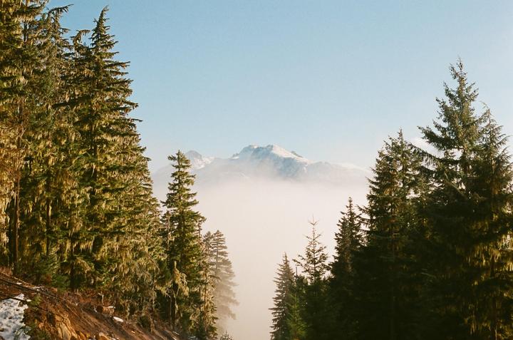 A snow-capped mountain peak rises above a layer of fog, framed by tall evergreen trees on either side.