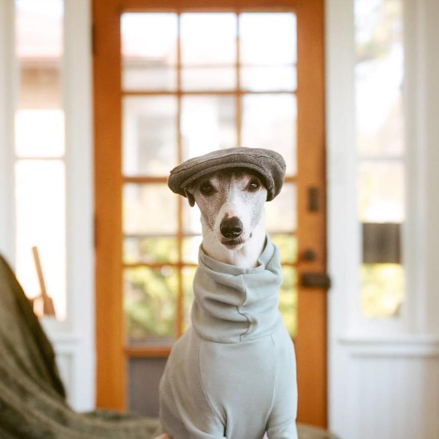 A dog wearing a flat cap and a turtleneck shirt sits in front of a glass-paned door.