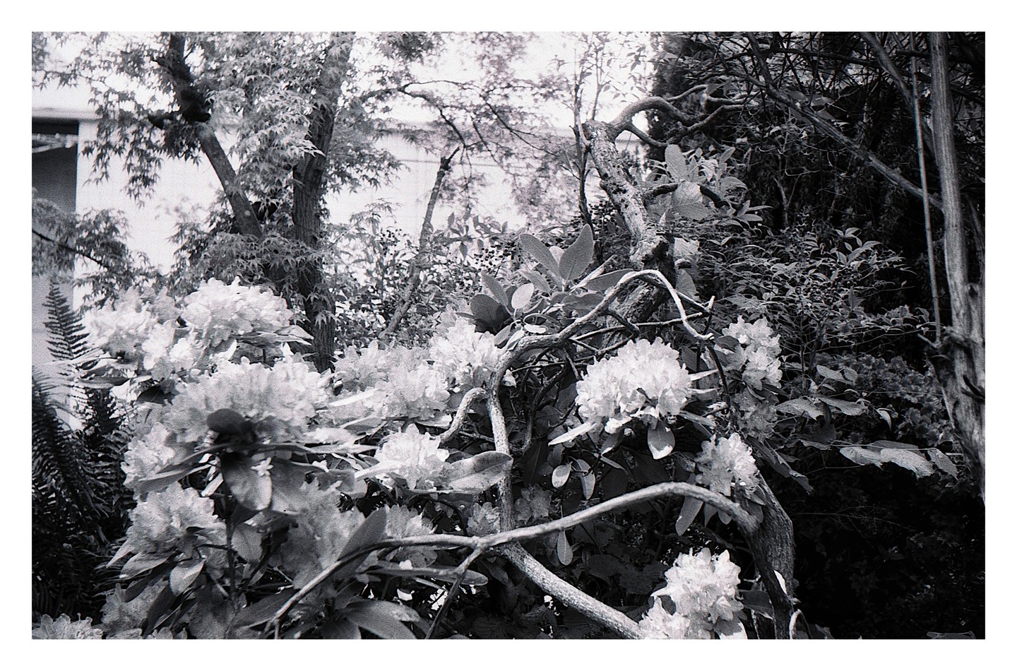 A cluster of rhododendron blossoms is surrounded by dense foliage and tree branches.