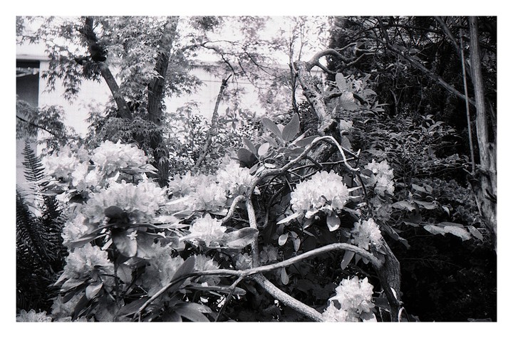A cluster of rhododendron blossoms is surrounded by dense foliage and tree branches.