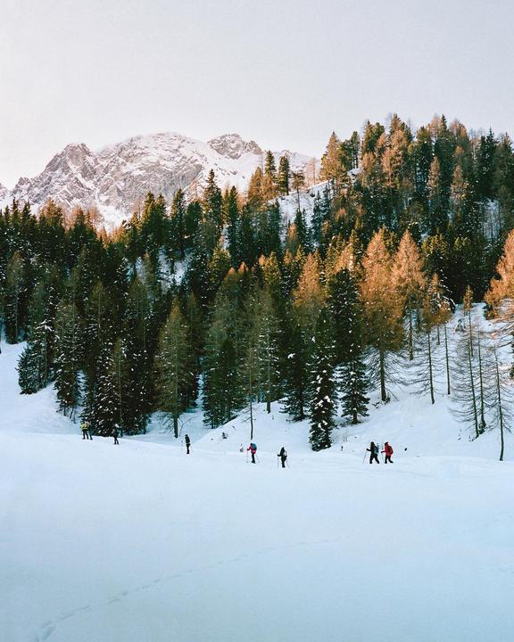 A group of people ski touring in a snowy mountain landscape with a forest and a snow-covered peak in the background.