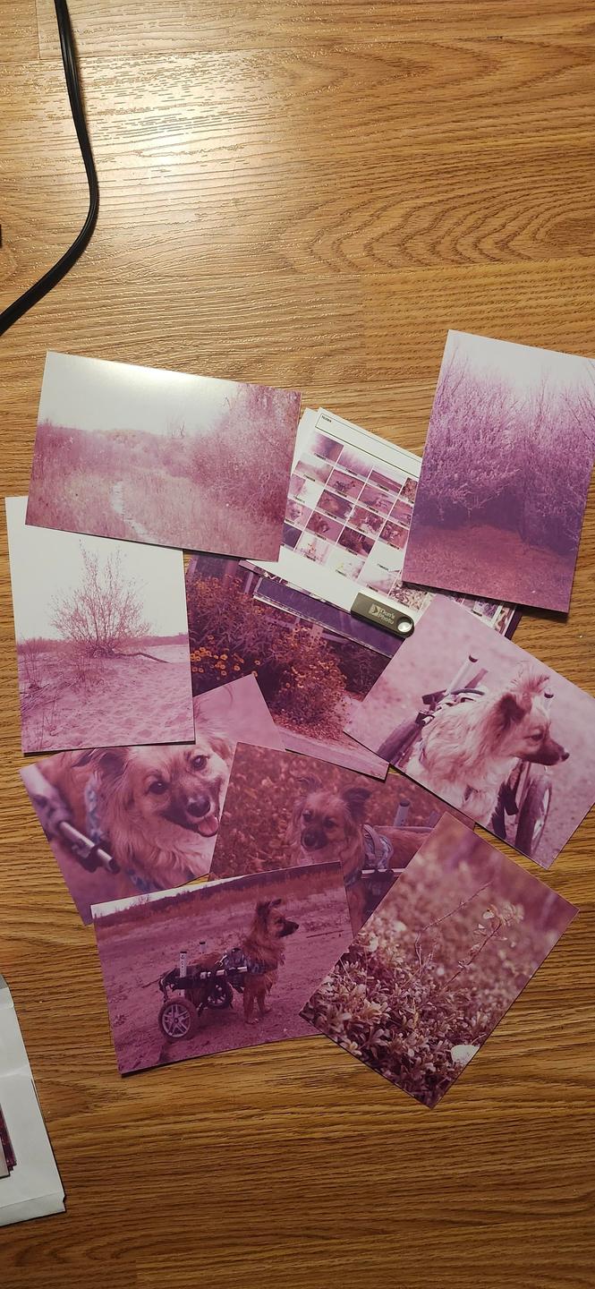 A collection of magenta-toned photographs featuring a dog in a wheelchair and various landscapes are scattered across a wooden surface.