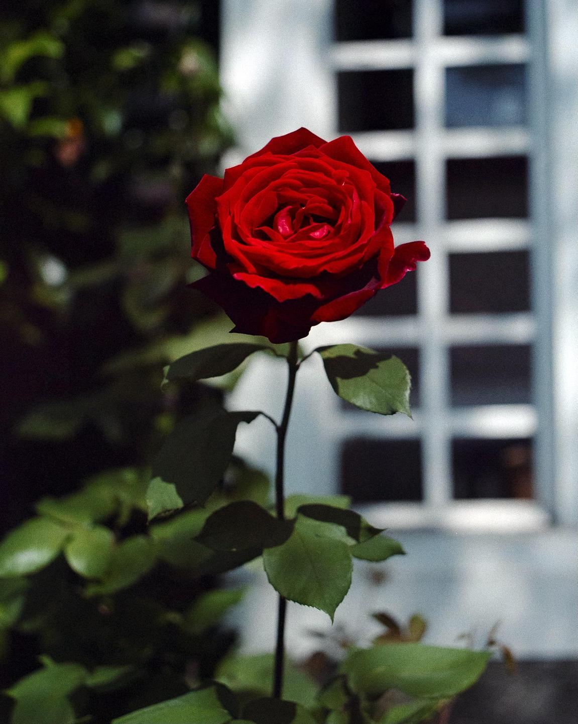 A single red rose with green leaves stands in front of a window with a grid pattern.