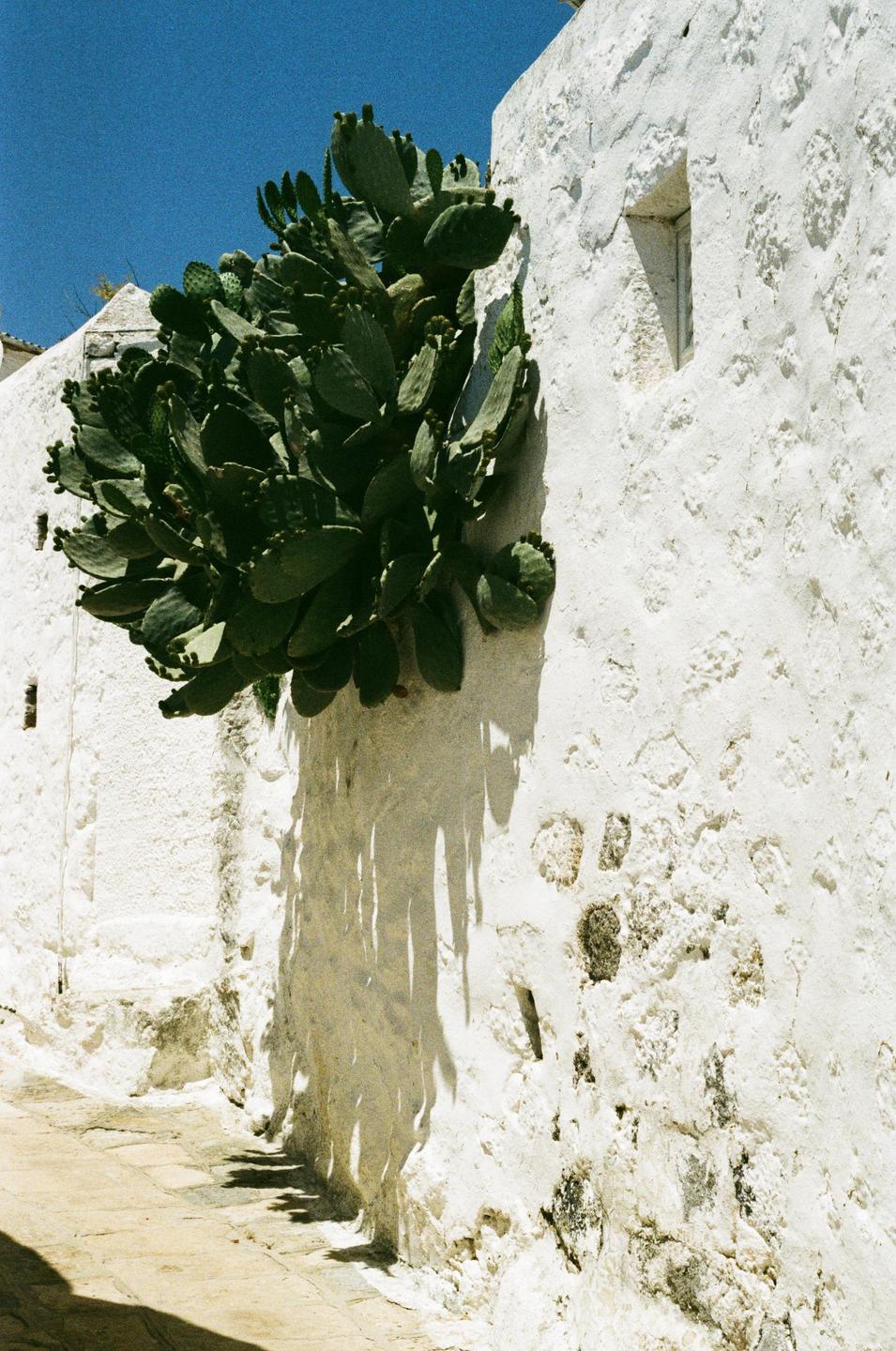 A large prickly pear cactus grows on a white stone wall under a clear blue sky.