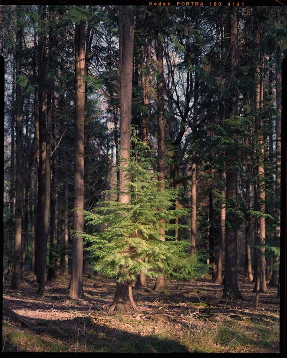 A small evergreen tree stands in a forest with tall trees and dappled sunlight on the ground.