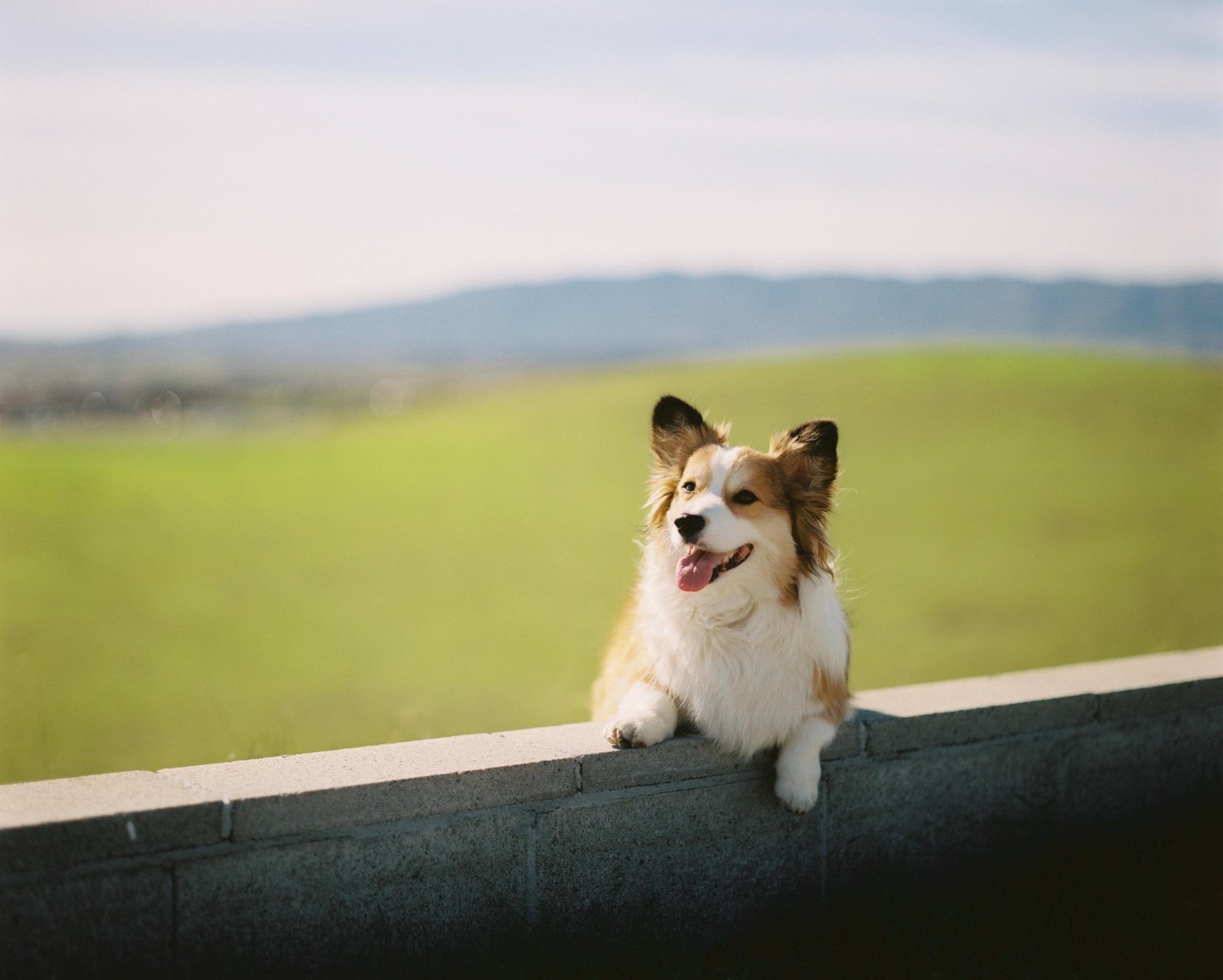 A fluffy dog with brown and white fur sits on a concrete wall with a green hill in the background.