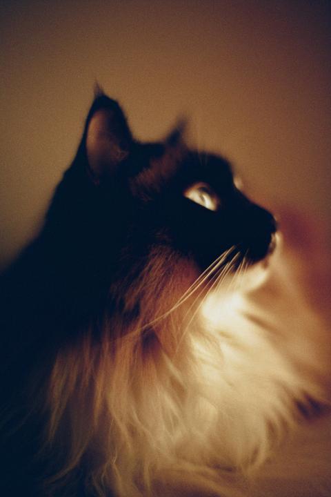 A cat with dark fur and light-colored chest fur looks up and to the right.