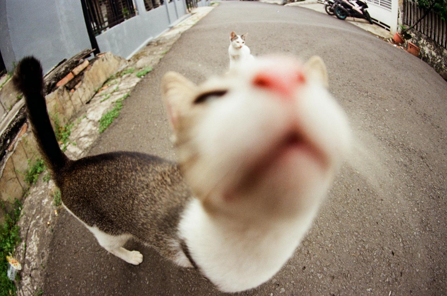 A cat with a pink nose is in the foreground, with another cat in the background on an asphalt street.