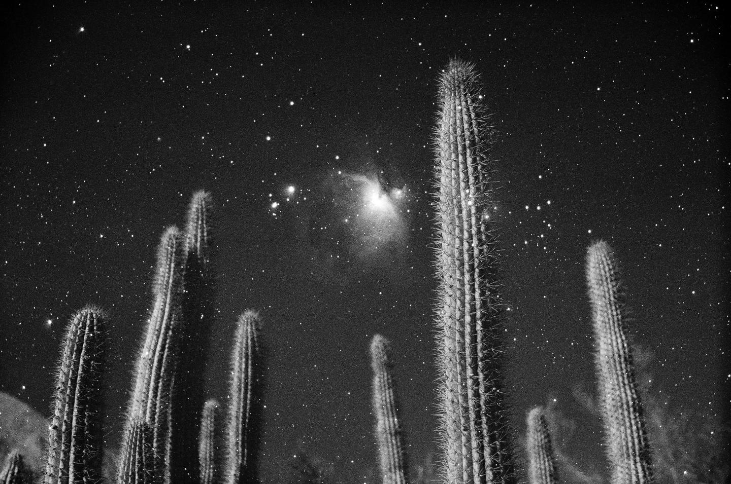 Several saguaro cacti stand tall against a night sky filled with stars and a nebula.