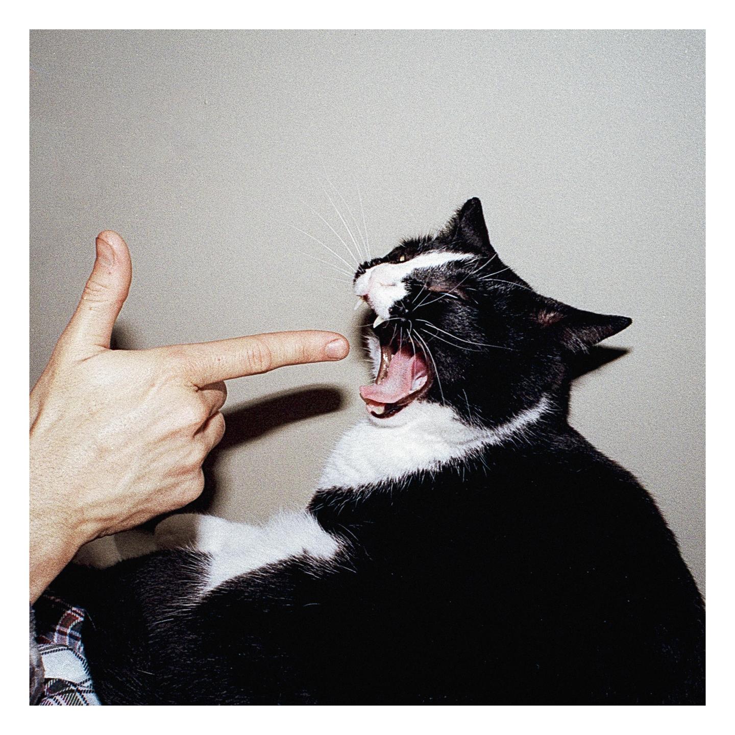 A hand points a finger at a black and white cat with its mouth wide open.